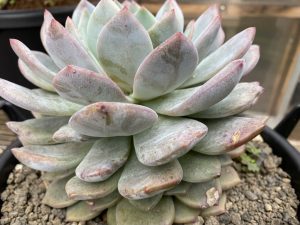 ラウリンゼという美しく巨大な普及エケベリア。