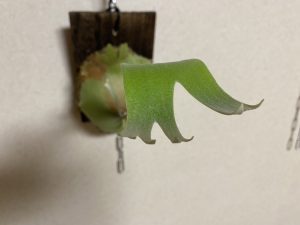 P.SS foongをお迎えしました。