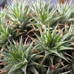 デウテロコニア ブレビフォリア ssp. クロランサの成長記録。≪約３年半後≫