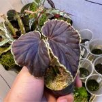 あのベゴニア「ダースベーデリアーナ」がやってきた....！！