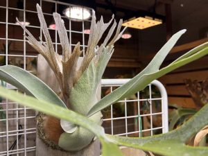 【メタハラ育成】本気で育てるホムセンビーチー。