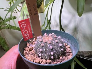 サボテン初心者がアストロフィツムに挑戦する。