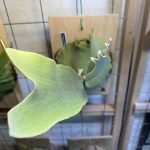 P.Tonkla DW'Shine Gloria'の1年後。