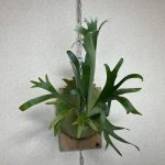 P.Wendy Frankの胞子葉が噴水化。