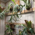 新たなビカクラックを増設。