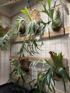 新たなビカクラックを増設。