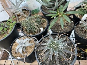 冬のディッキアをただただ見つめる日。