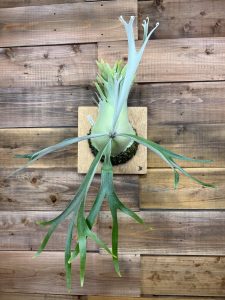 P.veitchii wild×willinckiiの4か月後。