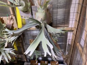 P.willinckii 'Celso' Tatsutaが生長とまってたけど...