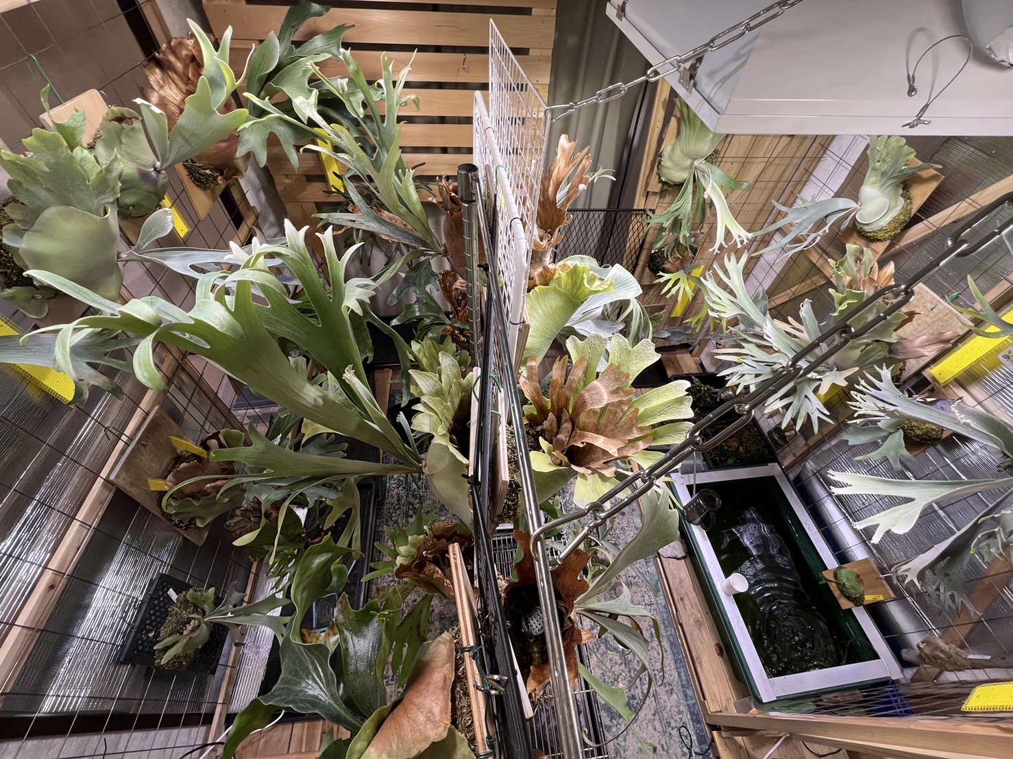 Amazonで買える植物用LED３選！【買ってよかった！】