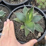 カクタス長田苗の「アガベ・チタノタ」の2年後。