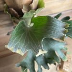 P.hillii'Paopao'の成長記録。