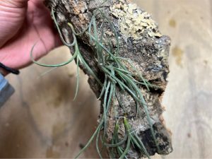 T.Recurvata（レクルバータ）、ボールモスチランジア！