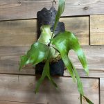 P.mtlewis wide formを買ったぞおおおお!