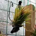 赤く染まるイオナンタ'エボリューション'
