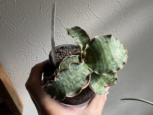 サンスベリアの葉が肉厚になる時...