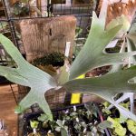 P.Doi tungの成長記録、5か月後。