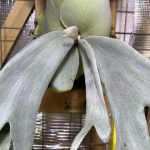 P.willinckii'CopperWill'成長遅いね...