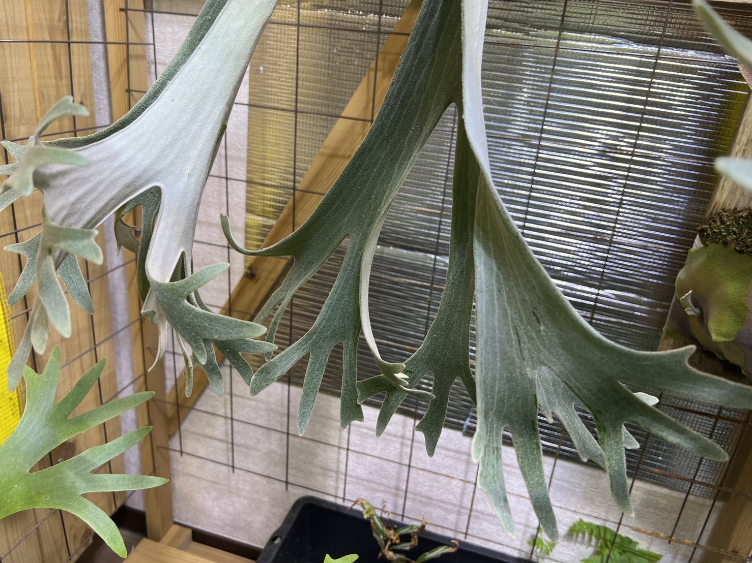 黒いシミが出来ているP.willinckii'Celso' Tatsuta