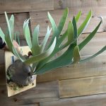 立ち上がる白ビ。P.Tonkla DW'Shine Gloria'