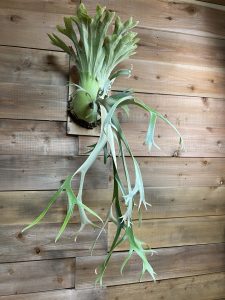 細く垂れ下がるウィリンキー。