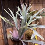 P.veitchii wild×willinckiiの胞子葉がﾋﾞﾋﾞﾋﾞﾋﾞﾋﾞﾋﾞﾋﾞ