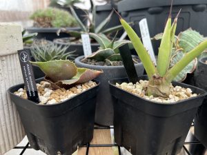 Plants by THE COREからアガベをお迎えしたぞ...!