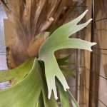 P.willinckii (from east jawa #IH2)の胞子葉が内巻きクルリン