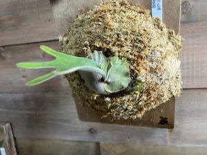 ビカクシダの水苔を盛る理由【P.veitchii wild（YM）の板替え。】