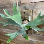 ヘゴ板を仕込んで板付したビカクシダのその後。