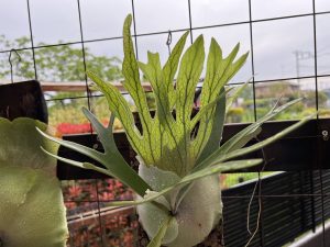 ビカクシダ屋外管理は注意したい「台風」と「虫」