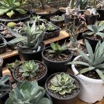 アガベ棚を超簡単DIYしたぞ!