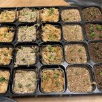 種から育てたリプサリスの植替と用土比較。