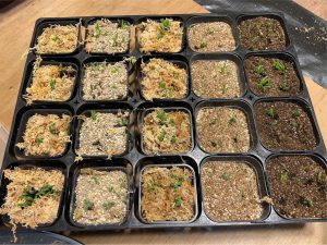 種から育てたリプサリスの植替と用土比較。