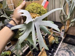 P.willinckii sporeling（Group FRK）の深づめ