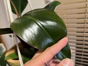 フィロデンドロン・ロジョコンゴを吊るして楽しむ。