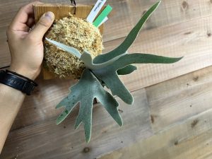 P.willinckii sporeling（Group FRK "緑タグ"）の記録。