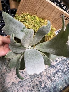 P.willinckii sporeling（Group FRK"密"）が面白い...