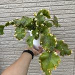 リプサリス・ゴーベリアナの開花。