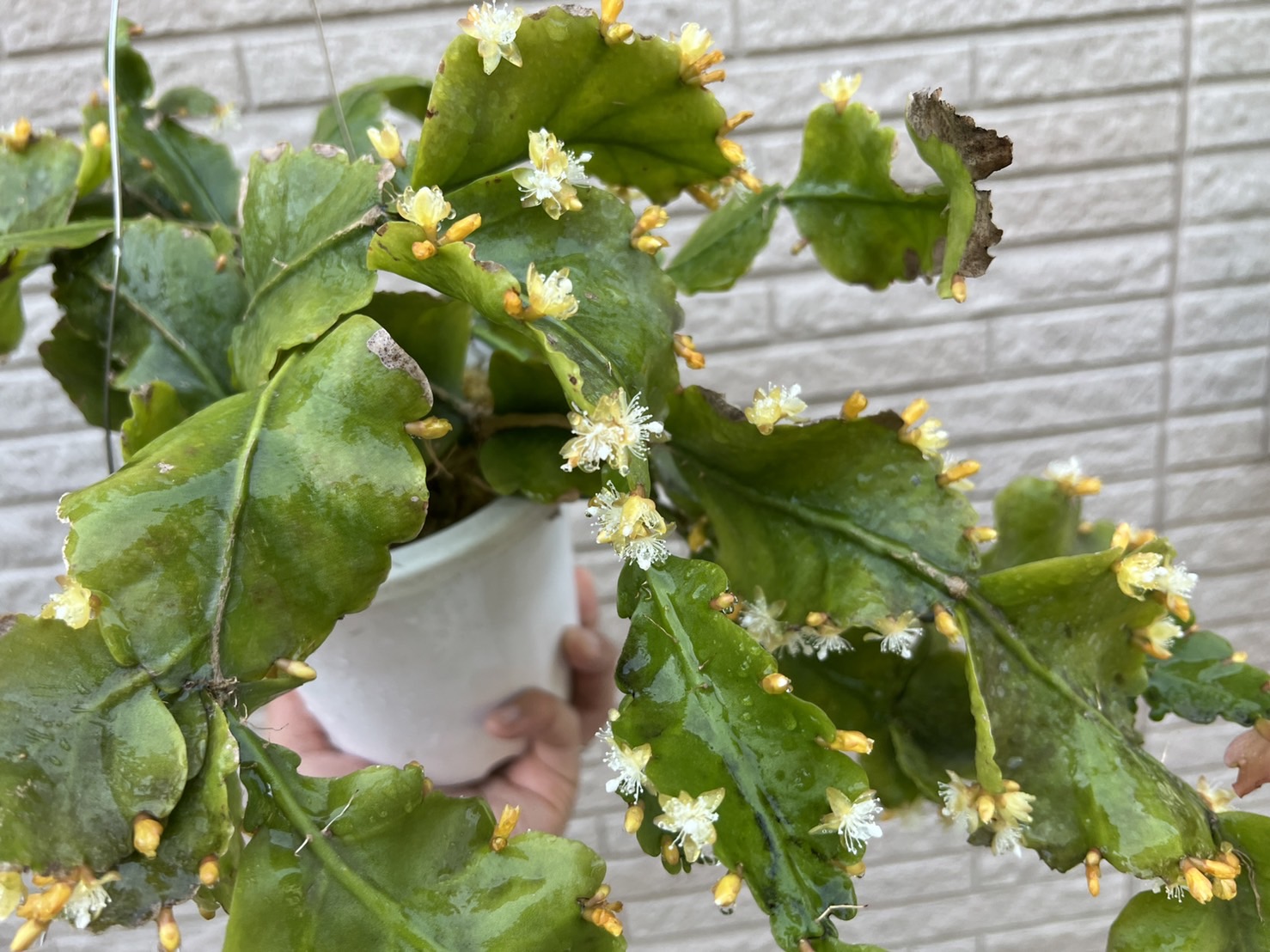 リプサリス・ゴーベリアナの開花。