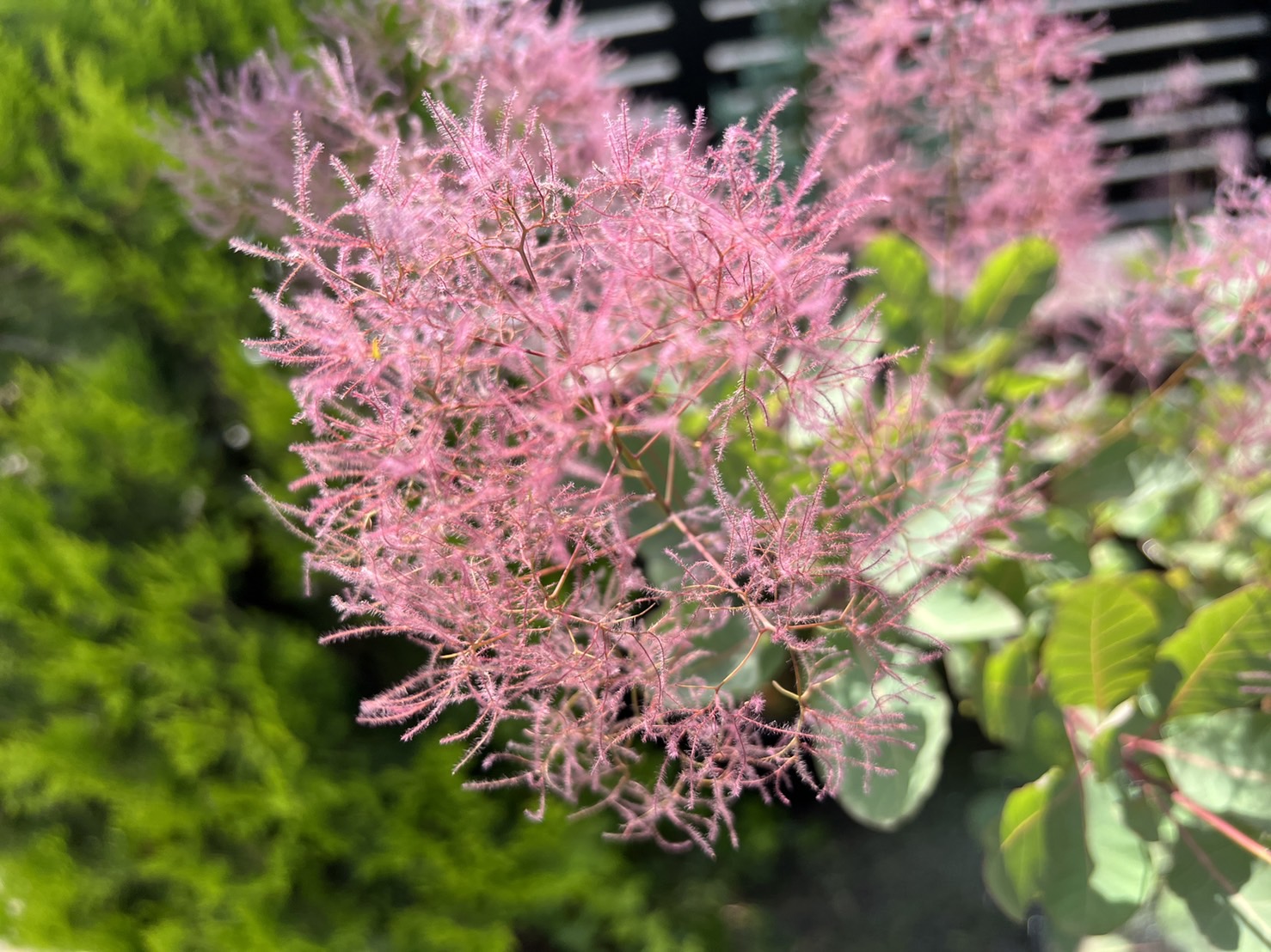 スモークツリーで生け花する朝。