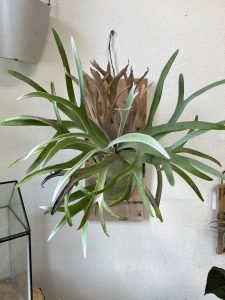 水苔の量比較実験をしたP.veitchiiたち。