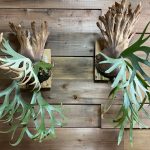 エアロファイトでお迎えしたウィリンキーの現在。