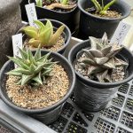 硬葉のハオルシアを集めだした人。