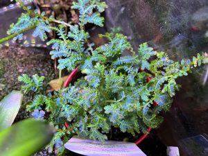 草フリマでセラギネラをお迎えしちゃったぞ！