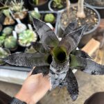 ホヘンベルギア レオポルドホルスティの1年後。