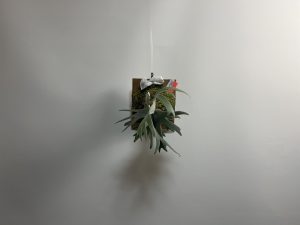 第0回ビカクシダ品評会...！開幕しました！