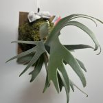 P.willinckii sporeling(Group FRK)の深づめ