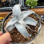 ディッキア 交配マルニエルラポストレイ（実生）の１年後。