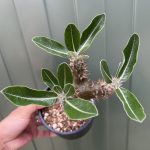 【パキポ】デンシフローラムの3年目。